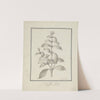 Coffea arabica L. (Arabica Coffee); finished drawing of leafy shoot and berries (ca. 1768) by Luigi Balugani