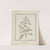 Coffea arabica L. (Arabica Coffee); finished drawing of leafy shoot and berries (ca. 1768) by Luigi Balugani