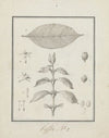 Coffea arabica L. (Arabica Coffee)