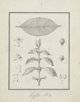 Coffea arabica L. (Arabica Coffee)