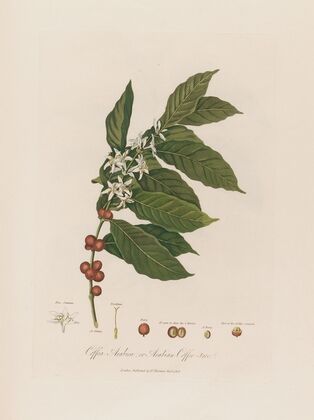 Coffea Arabica; or Arabian Coffee-tree (1799–1810)