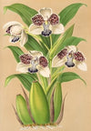 Colax jugosus