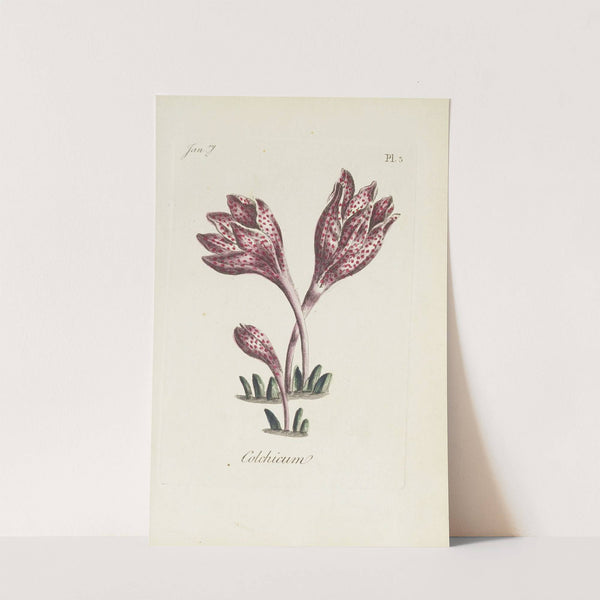 Colchicum by Carington Bowles