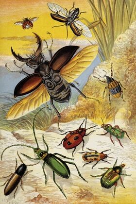 Coleoptera