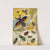 Coleoptera by William Houghton