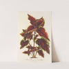 Coleus Verschaffeltii (1854-1896) by Charles Antoine Lemaire