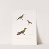 Colibri Terne. by Coenraad Jacob Temminck