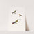 Colibri Terne. by Coenraad Jacob Temminck