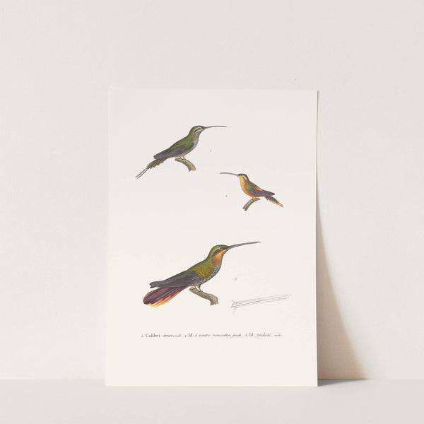 Colibri Terne. by Coenraad Jacob Temminck