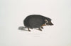 Collared Hedge Hog, Erinaceus collaris.