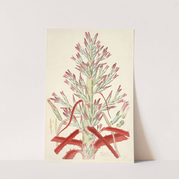 Collectanea botanica Pl.01 by John Lindley