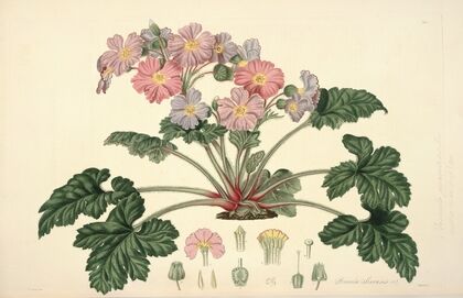 Collectanea botanica Pl.07