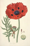 Collectanea botanica Pl.23