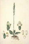 Collectanea botanica Pl.25