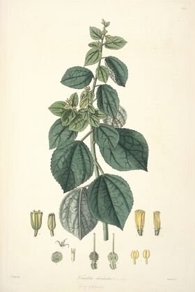 Collectanea botanica Pl.29