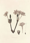 Collectanea botanica Pl.34