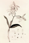 Collectanea botanica Pl.37