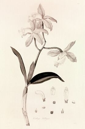 Collectanea botanica Pl.37