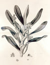 Collectanea botanica Pl.38