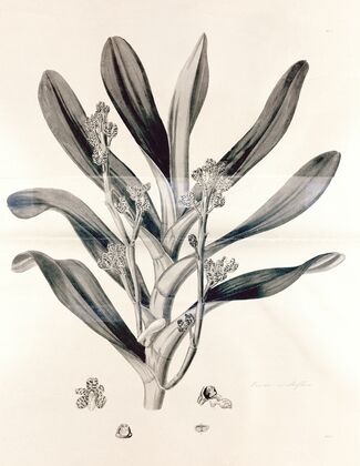 Collectanea botanica Pl.38