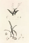 Collectanea botanica Pl.39