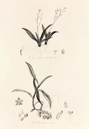 Collectanea botanica Pl.39