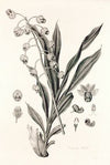 Collectanea botanica Pl.40