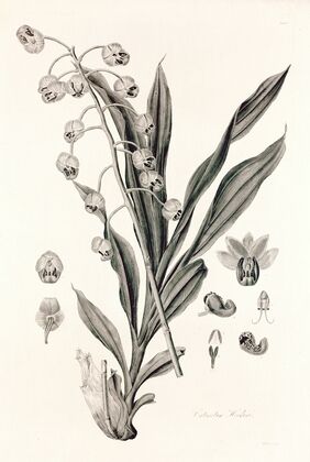 Collectanea botanica Pl.40