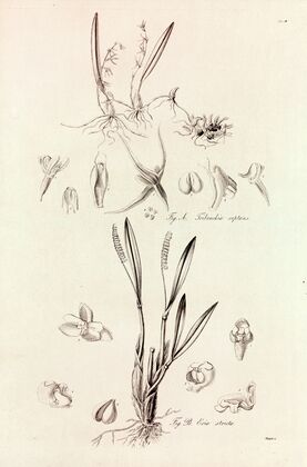 Collectanea botanica Pl.41