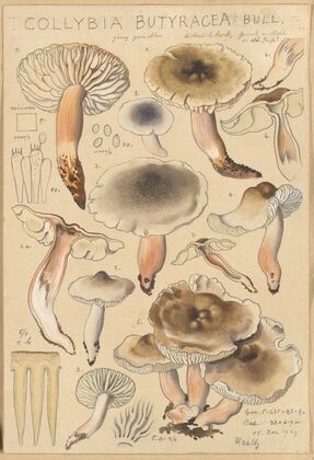 Collybia butyracea (1915-1945)