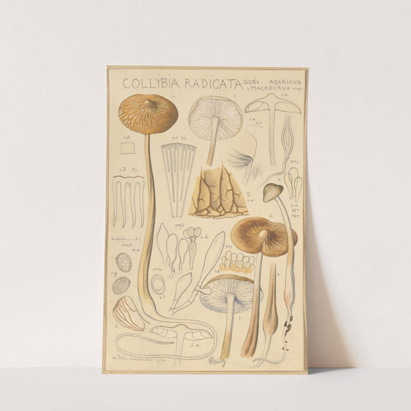 Collybia radicata (1915-1945) by Hans Walty