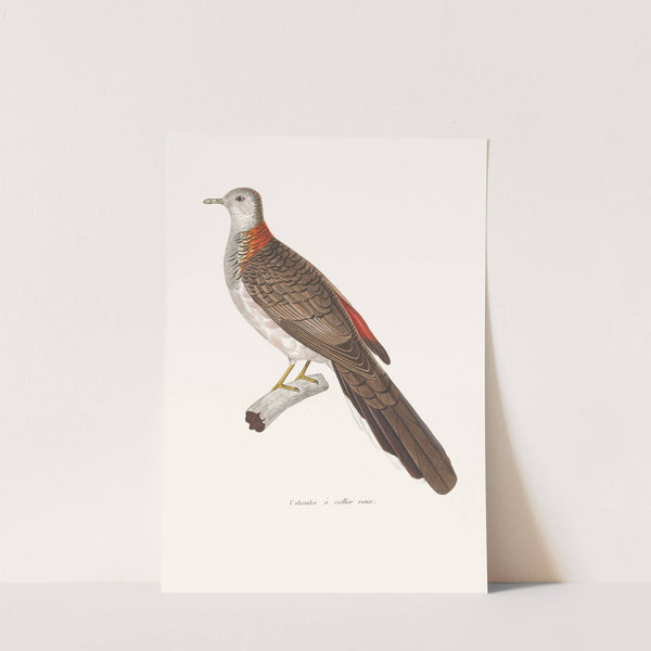 Colombe A Collier Roux by Coenraad Jacob Temminck