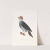 Colombe A Double Huppe. by Coenraad Jacob Temminck