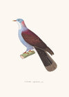 Colombe Capistrate.