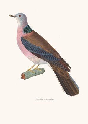 Colombe Dusumier.