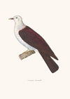 Colombe Leucomele.