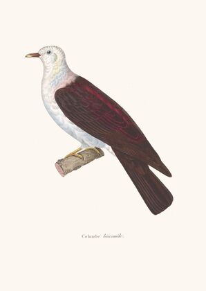 Colombe Leucomele.