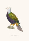 Colombe Magnifique.