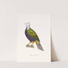 Colombe Magnifique. by Coenraad Jacob Temminck