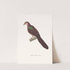 Colombe Multiraie. by Coenraad Jacob Temminck