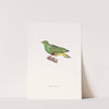 Colombe Naine. by Coenraad Jacob Temminck