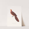 Colombe Phasianelle by Coenraad Jacob Temminck