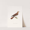 Colombe Souris. by Coenraad Jacob Temminck