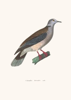 Colombe Terrestre Male