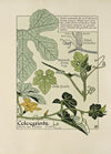 Coloquinte