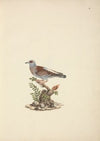 Columba guinea (Speckled Pigeon, African Rock Pigeon)