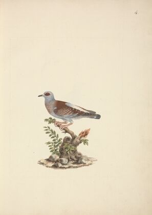 Columba guinea (Speckled Pigeon, African Rock Pigeon)
