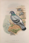 Columba livia. Rock-Pigeon. (1862-1873)