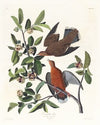 Columba zenaida
