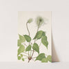 Columbia Clematis (fruit). Clematis columbiana (1925) by Mary Vaux Walcott